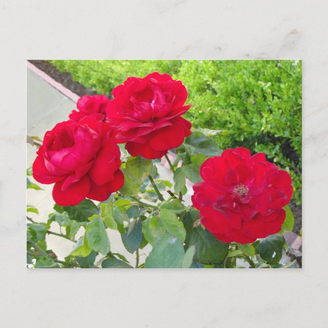 Carte Postale Roses rouges (Devant)