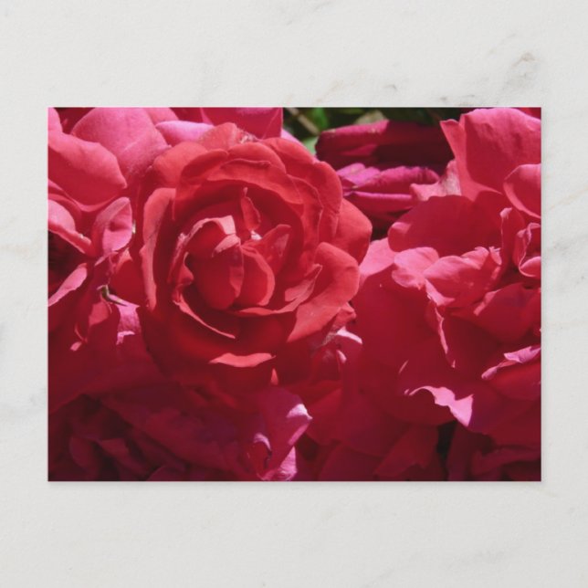 Carte Postale Roses rouges (Devant)