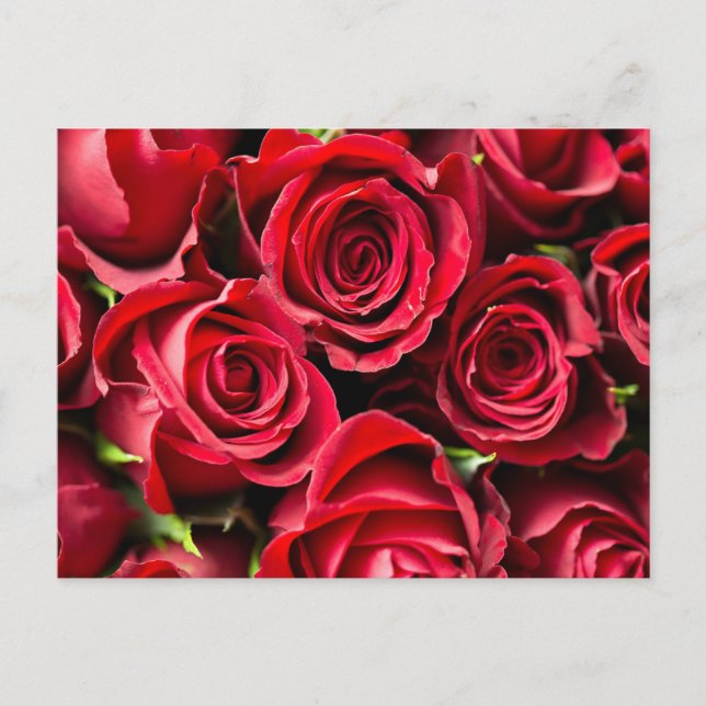 Carte Postale Roses rouges (Devant)