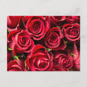 Carte Postale Roses rouges
