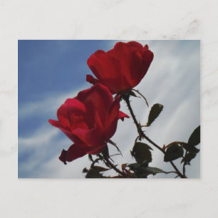 Carte Postale Roses rouges contre un ciel bleu vif