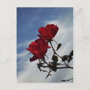 Carte Postale Roses rouges contre un ciel bleu vif