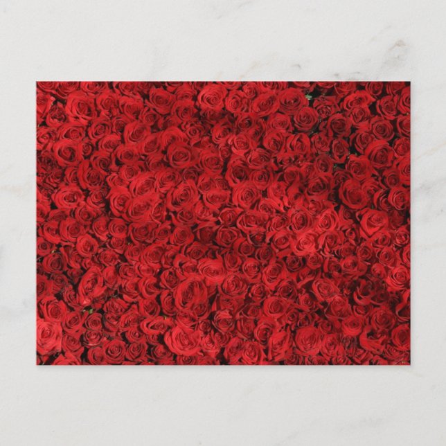 Carte Postale Roses rouges - photo de près (Devant)