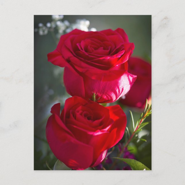 Carte Postale Roses rouges romantiques vibrantes (Devant)