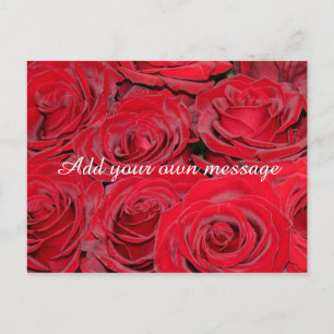 Carte Postale Roses rouges vibrantes