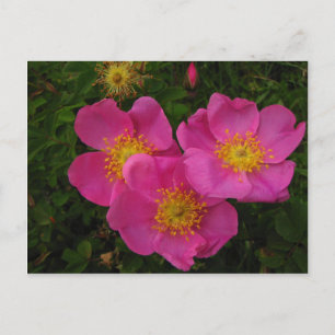 Carte Postale Roses sauvages