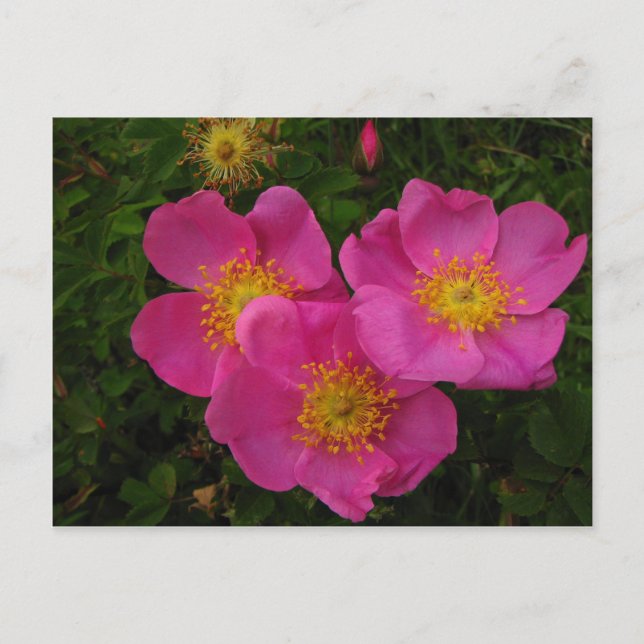 Carte Postale Roses sauvages (Devant)