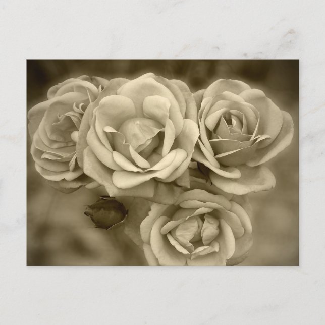 Carte Postale Roses vintages (Devant)