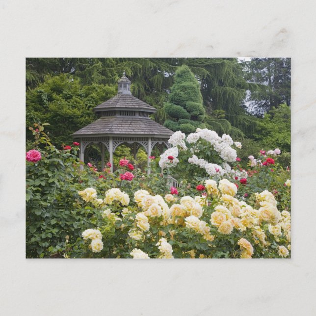 Carte Postale Rosier en fleurs et roseraie à la (Devant)