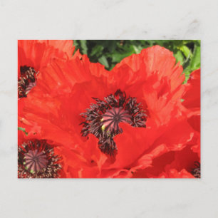 Carte Postale Roter Mohn