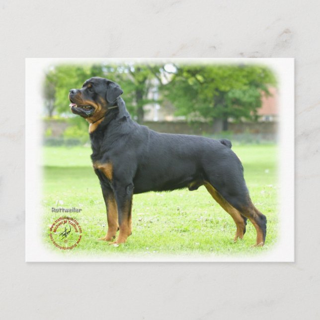 Carte Postale Rottweiler (Devant)