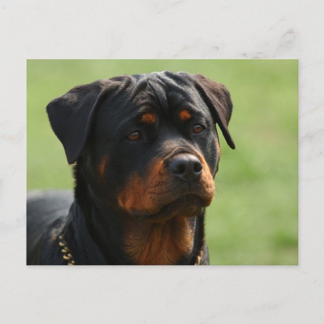 Carte Postale Rottweiler (Devant)
