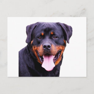 Carte Postale rottweiler