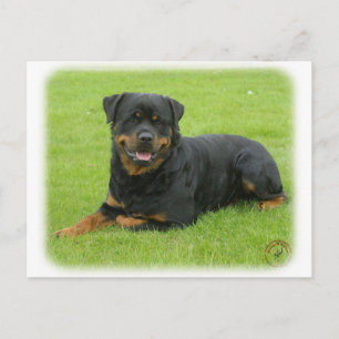 Carte Postale Rottweiler