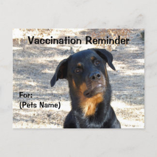 Carte postale Rottweiler