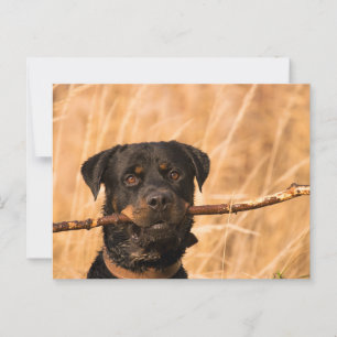 Carte Postale Rottweiler avec bâton
