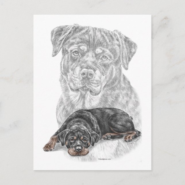 Carte Postale Rottweiler Chien Art (Devant)
