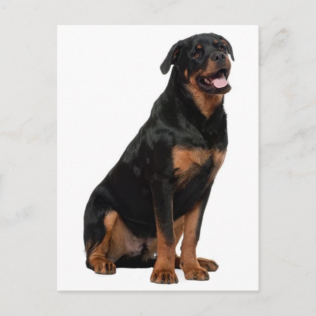 Carte Postale Rottweiler Chien Chien Chien Chien Chien Chien Chi (Devant)