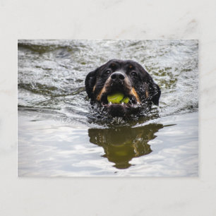Carte Postale rottweiler dans l'eau