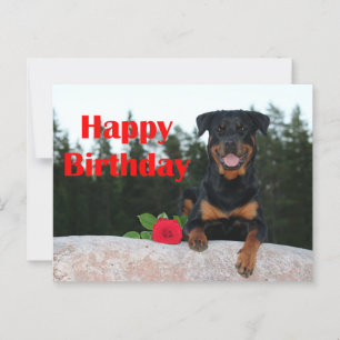 Carte Postale rottweiler joyeux anniversaire