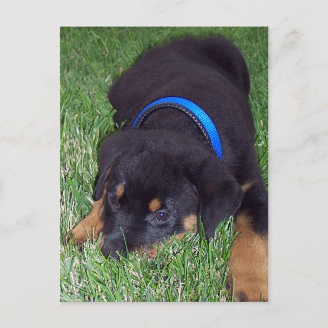 Carte Postale rottweiler pup. (Devant)