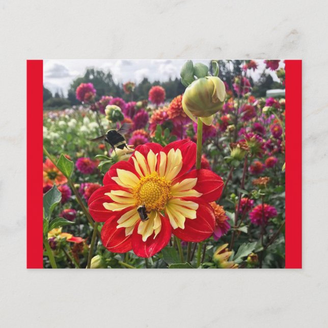 Carte Postale Roues Dahlia (Devant)