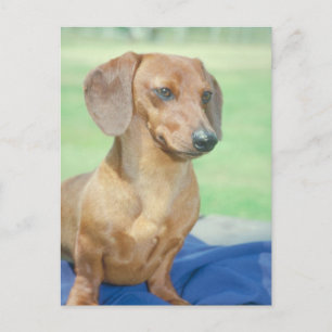 Carte Postale Rouge Dachshund