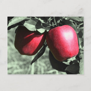 Carte postale rouge de blanc de noir de pommes