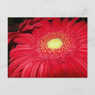 Carte postale rouge de marguerite