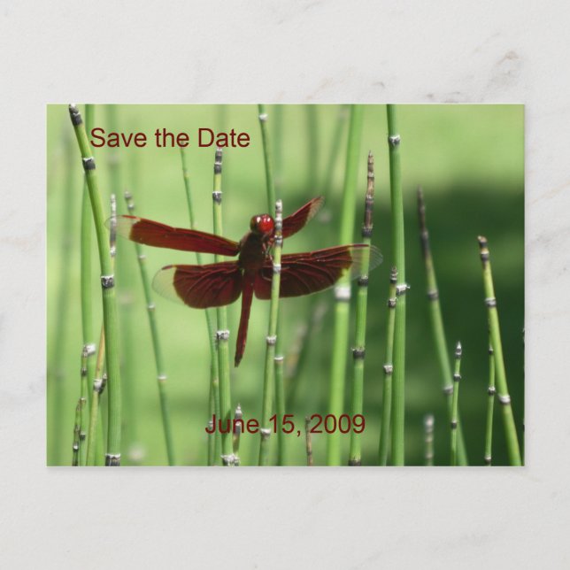 Carte postale Rouge Dragonfly (Devant)