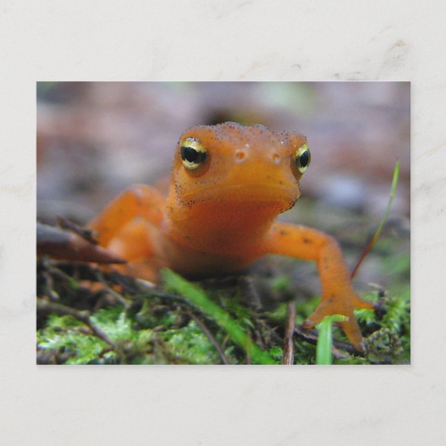 Carte Postale Rouge Eft (Devant)