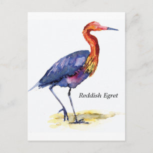 Carte postale rouge Egret