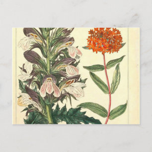 Carte Postale Rouge Fleur Vintage Botanique