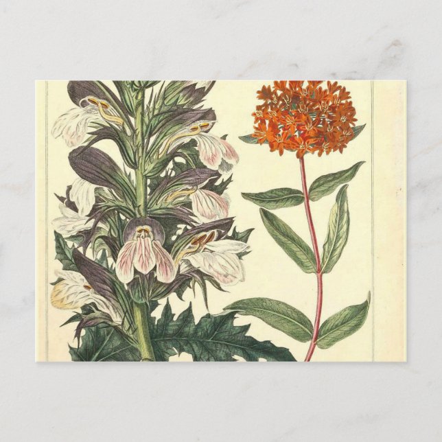 Carte Postale Rouge Fleur Vintage Botanique (Devant)