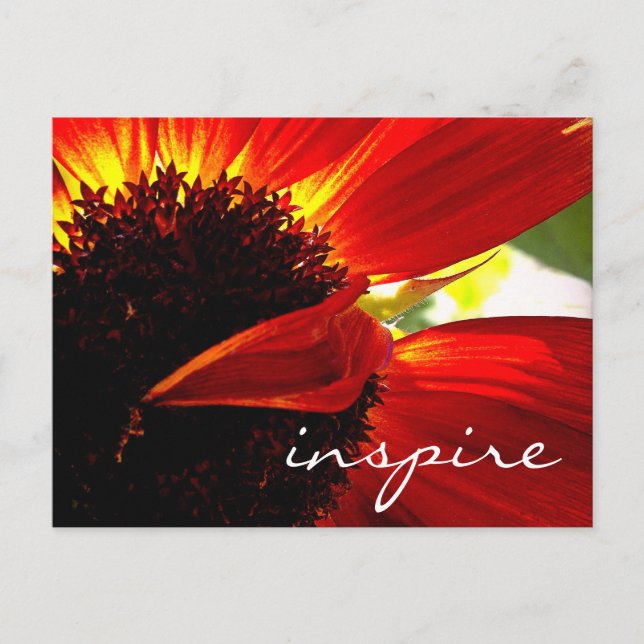 Carte Postale Rouge Gerbera Fleur marguerite Inspiration Script  (Devant)