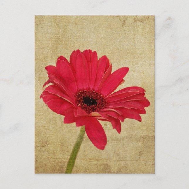 Carte postale rouge Gerbera Flower (Devant)