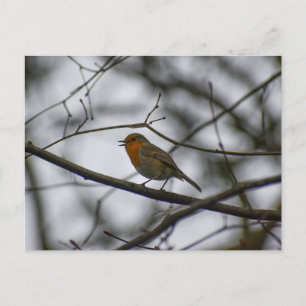 Carte Postale Rouge-gorge