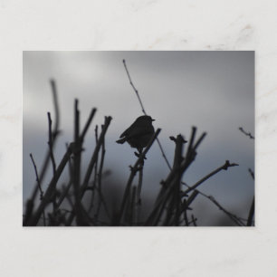 Carte Postale Rouge-gorge