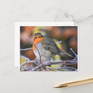 Carte Postale Rouge-gorge sur une brindille givré