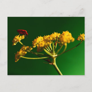 Carte Postale Rouge - Jaune - Vert