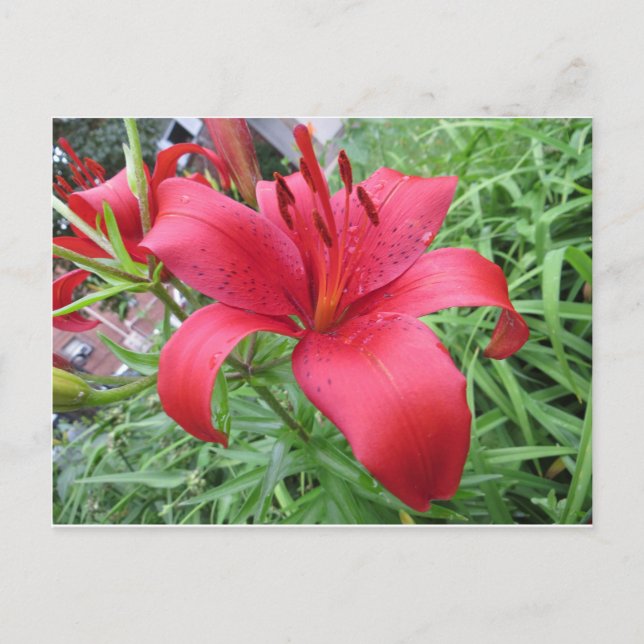 Carte Postale Rouge Lily (Devant)