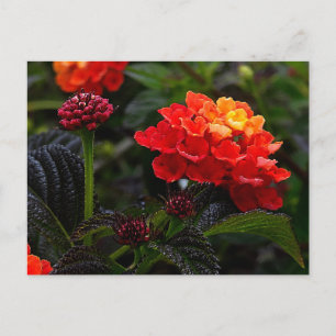 Carte postale rouge orange Lantana #1-2