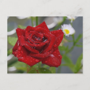 Carte Postale Rouge Rose Bud
