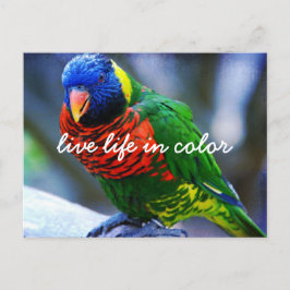 Carte Postale Rouge Vert Bleu Lorikeet Oiseau Vivre La Vie En Co