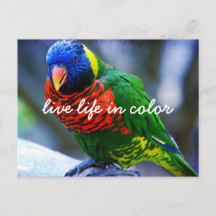 Carte Postale Rouge Vert Bleu Oiseau Vie En Couleur Script Bold