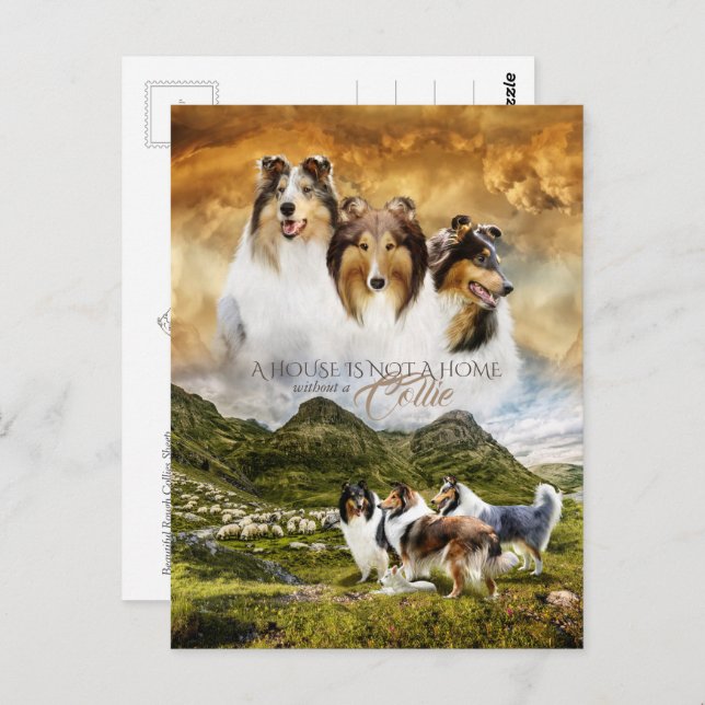 Carte Postale Rough Collies Portrait & Sheep Herding + Devis - (Devant / Derrière)