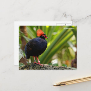 Carte Postale Roul-Roul Perdrix En Bois Couvert