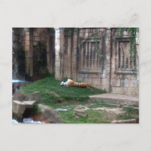 Carte Postale Rouleau de tigre