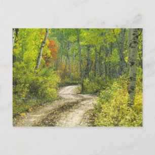 Carte Postale Route aux couleurs automnales et trembles à Kebler