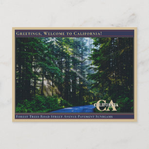 Carte Postale Route des arbres de la forêt Avenue Chaussée Rayon